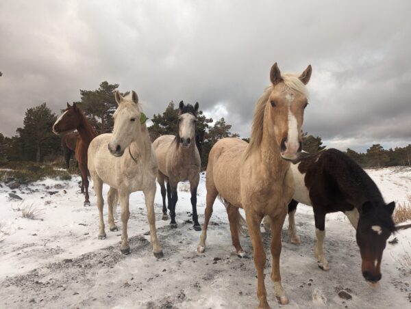 3-daagse paardrijtocht door de Sierra Nevada Spanje