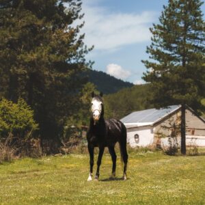 6-daagse Paardrijtocht door Zuid-Albanië -  Albanië - Afbeelding 11