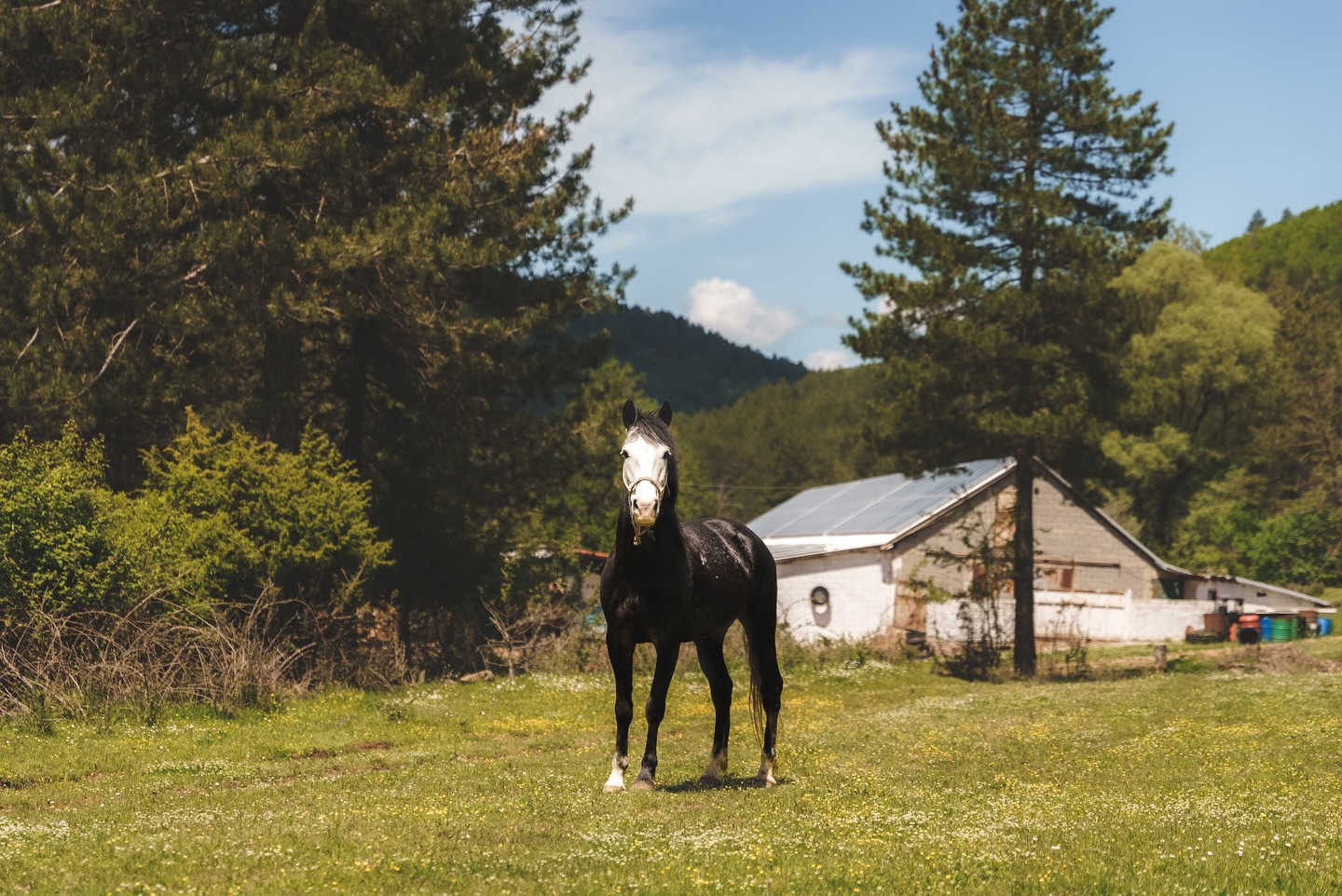 6-daagse Paardrijtocht door Zuid-Albanië -  Albanië - Afbeelding 11