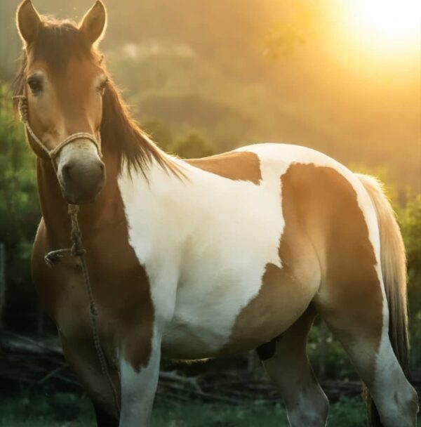 Buitenritten (evt. met overnachting) door Zuid-Albanië -  Albanië