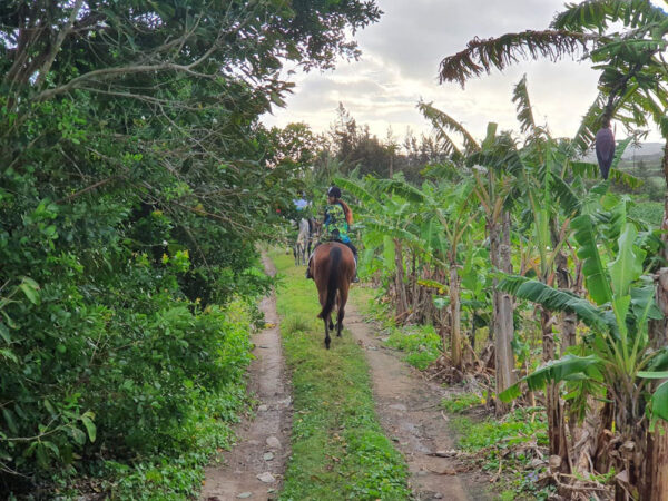 Buitenrit: Natuurrit/wandeltocht/staprit Riambel - Mauritius