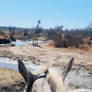 10 of 12-daagse Paardensafari Matobo Hills, Bulawayo & Victoria Falls - Zimbabwe - Afbeelding 23