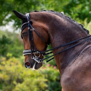 Introductie tot paarden en de basis van het paardrijden Dolenjska - Slovenië - Afbeelding 7