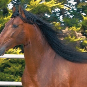 Introductie tot paarden en de basis van het paardrijden Dolenjska - Slovenië - Afbeelding 8