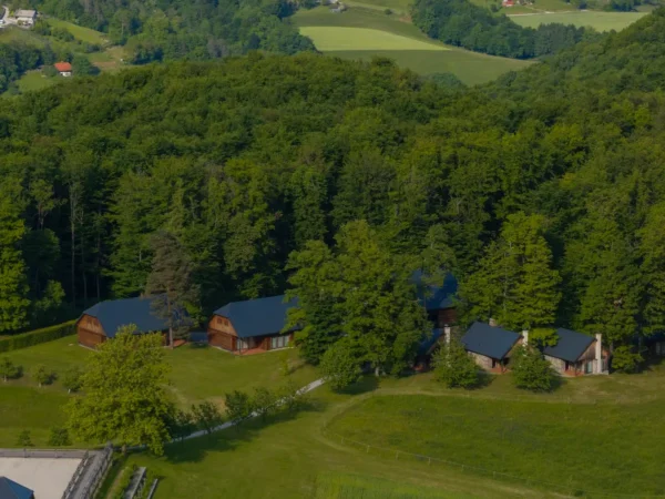 Introductie tot paarden en de basis van het paardrijden Dolenjska - Slovenië