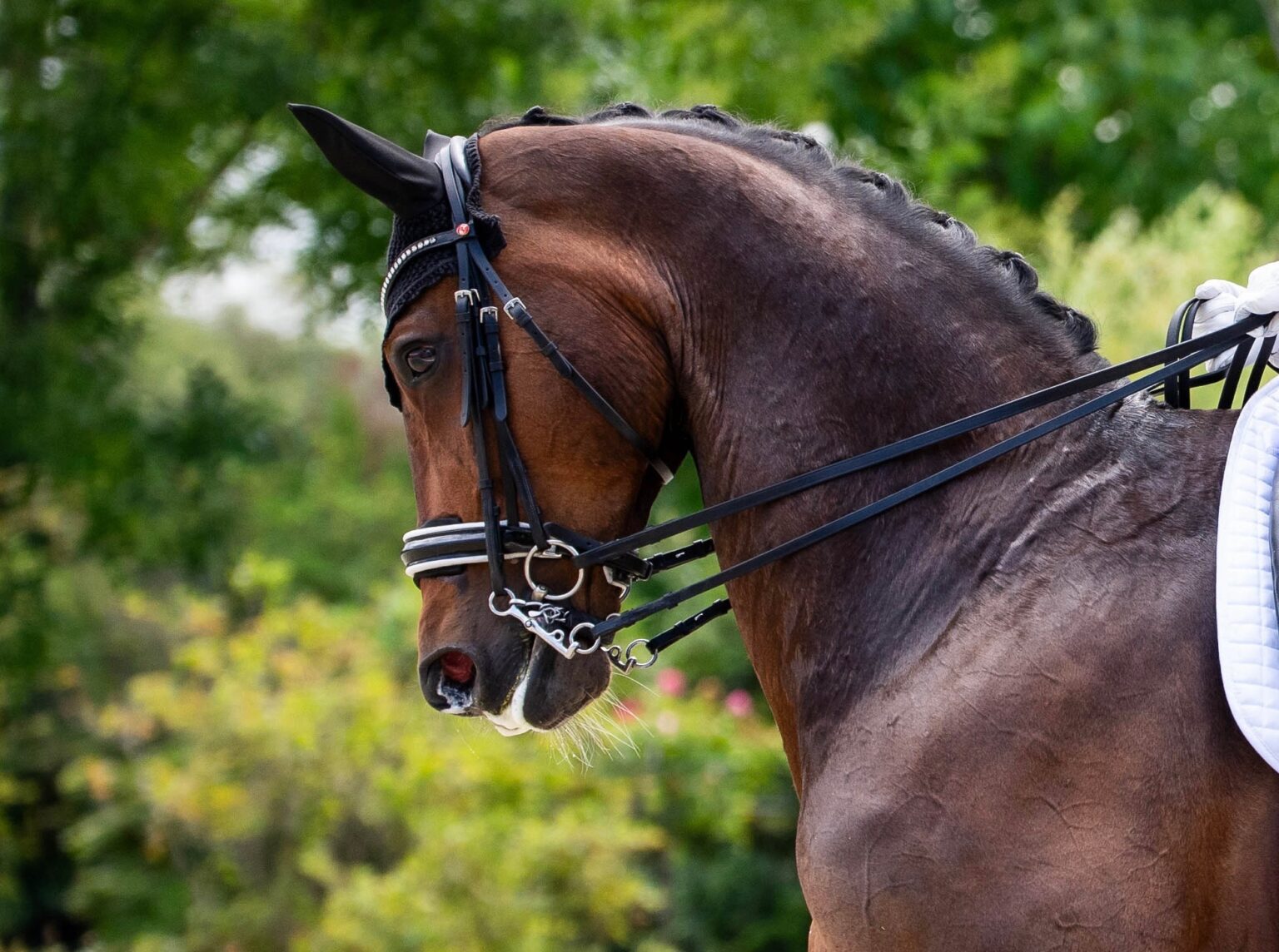 Introductie tot paarden en de basis van het paardrijden Dolenjska - Slovenië