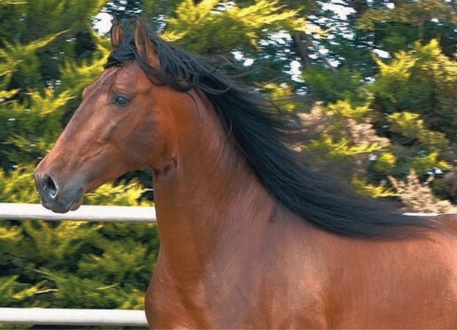 Introductie tot paarden en de basis van het paardrijden Dolenjska - Slovenië