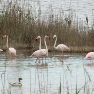 8-daagse Guardamar Trail: Ontdek de Vega Baja Valencia - Spanje - Afbeelding 16