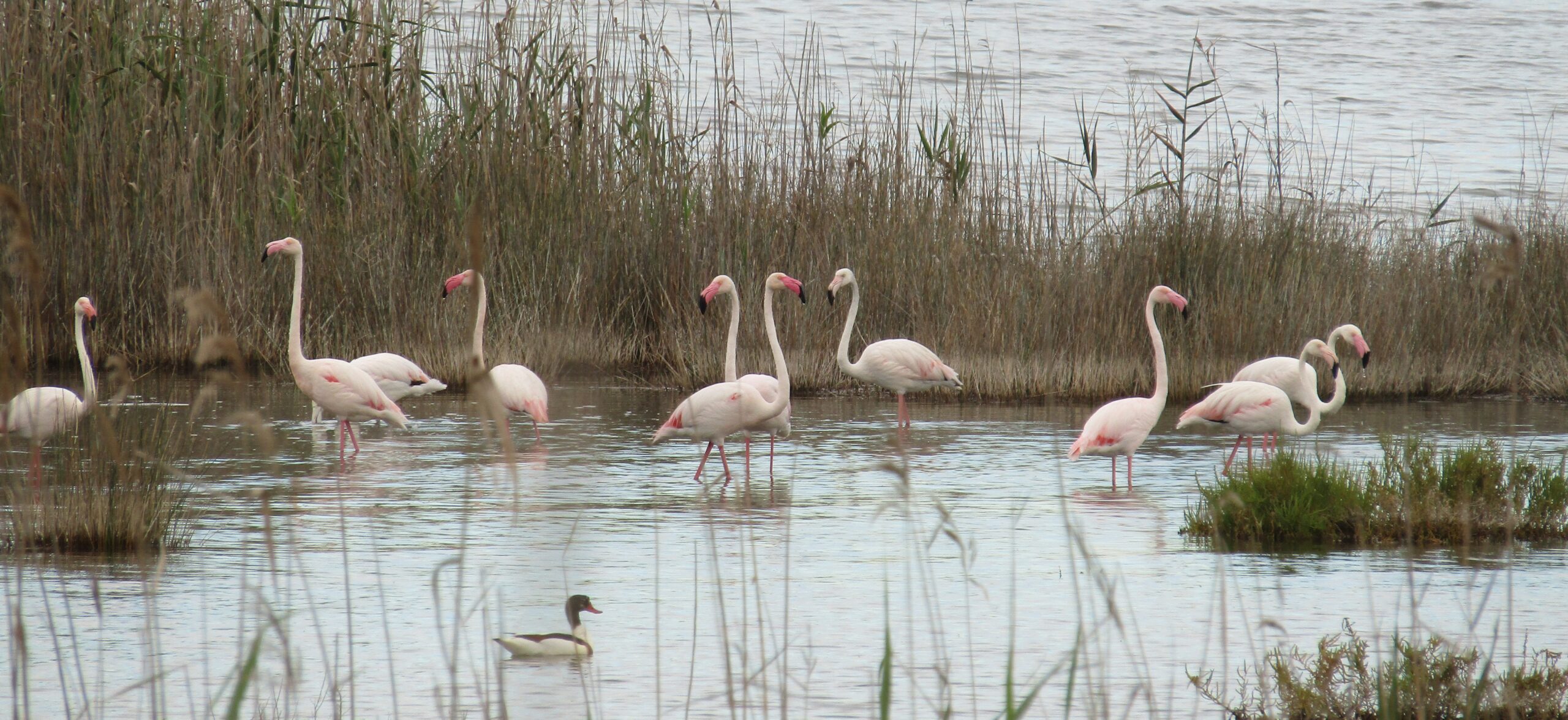 8-daagse Guardamar Trail: Ontdek de Vega Baja Valencia - Spanje - Afbeelding 16