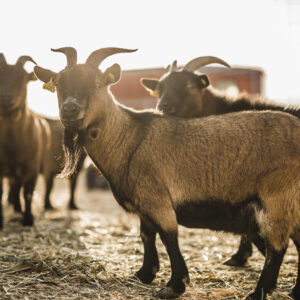 8-daagse paardrijvakantie & Tweedaagse Trail Valencia - Spanje - Afbeelding 14