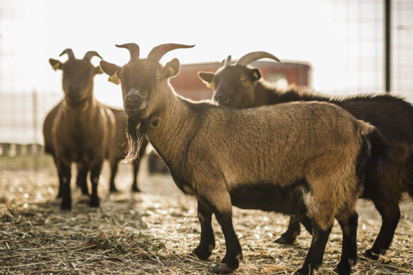 8-daagse paardrijvakantie & Tweedaagse Trail Valencia - Spanje