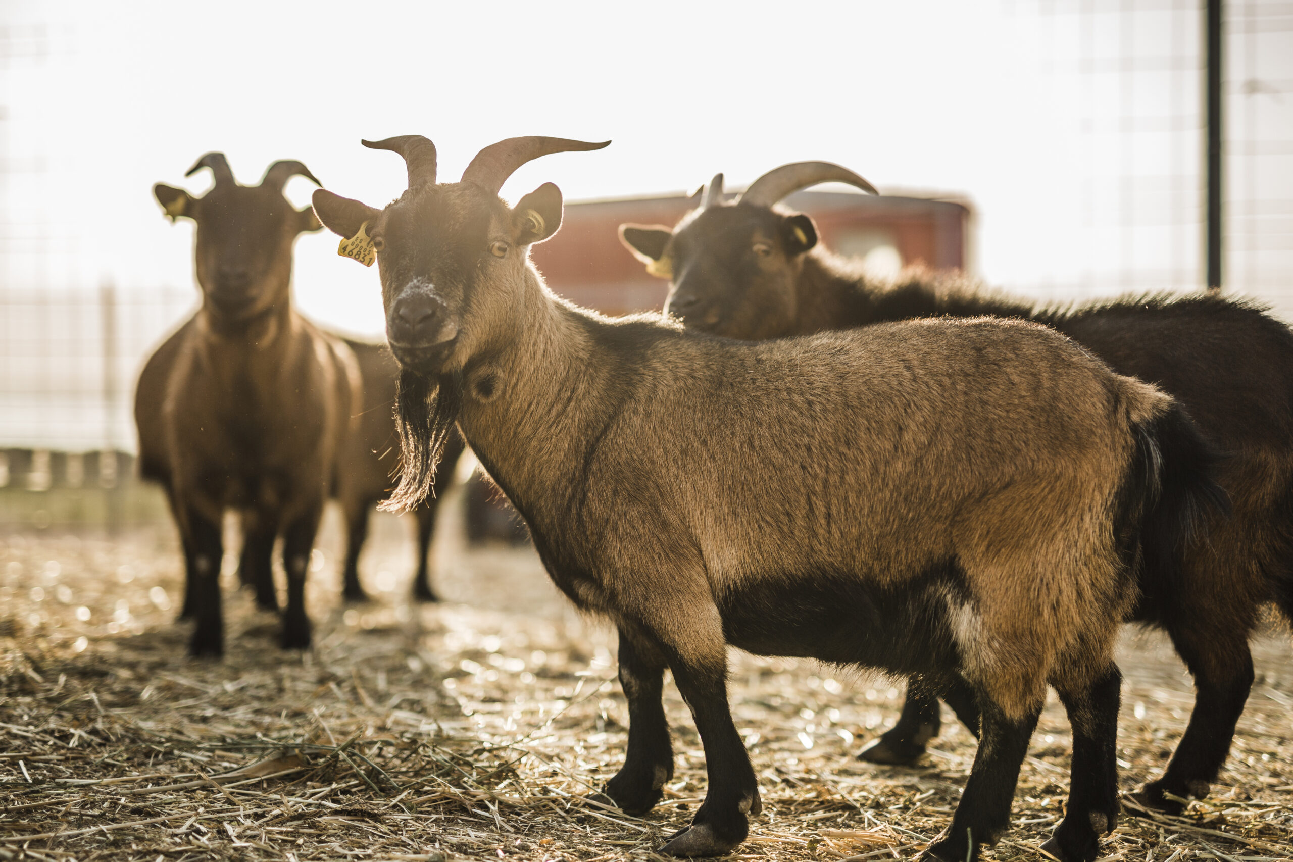 8-daagse paardrijvakantie & Tweedaagse Trail Valencia - Spanje - Afbeelding 14