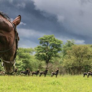 10 of 12-daagse Paardensafari Matobo Hills, Bulawayo & Victoria Falls - Zimbabwe - Afbeelding 7