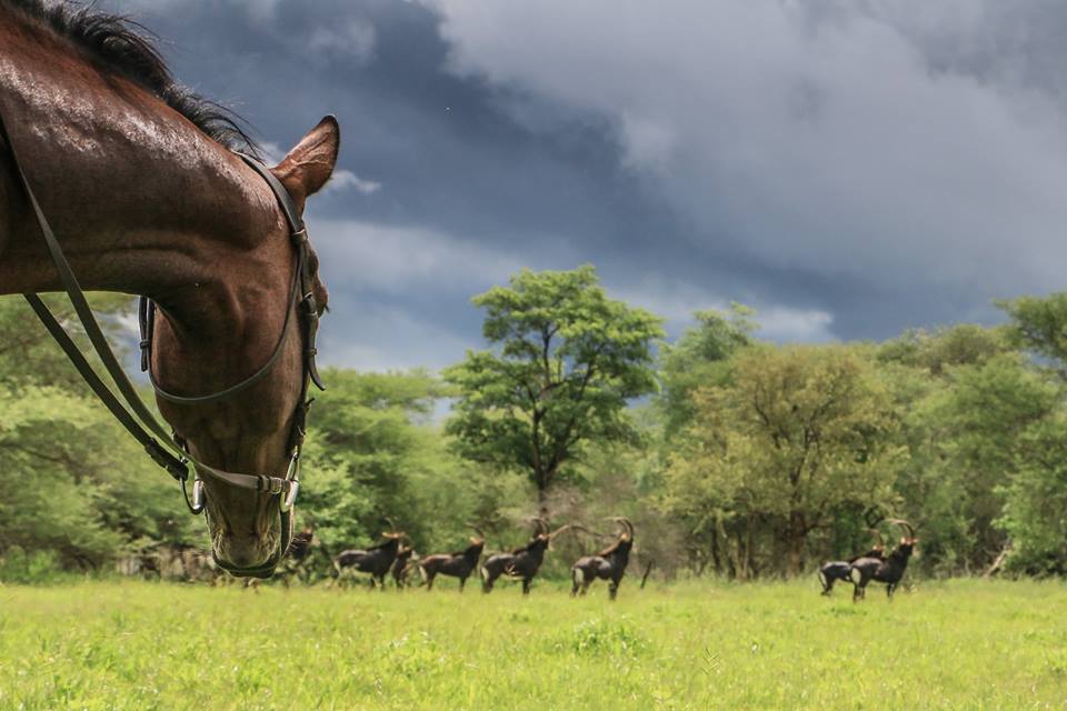 10 of 12-daagse Paardensafari Matobo Hills, Bulawayo & Victoria Falls - Zimbabwe - Afbeelding 7