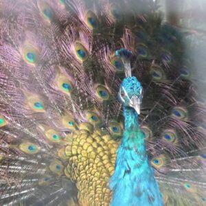 8-daagse paardrijvakantie & Tweedaagse Trail Valencia - Spanje - Afbeelding 17