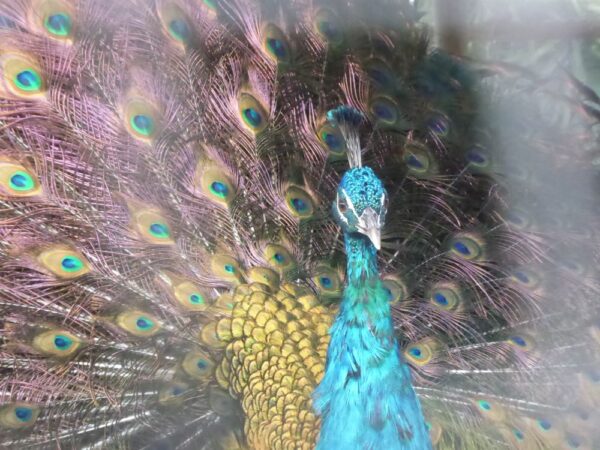 8-daagse paardrijvakantie & Tweedaagse Trail Valencia - Spanje