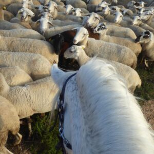 8-daagse Guardamar Trail: Ontdek de Vega Baja Valencia - Spanje - Afbeelding 20