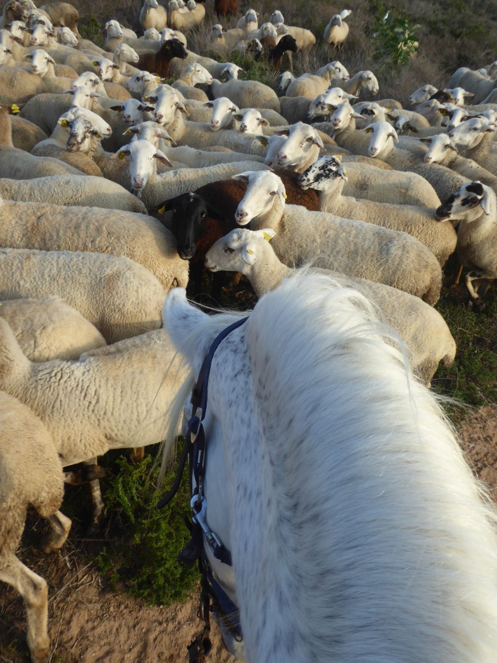 8-daagse Guardamar Trail: Ontdek de Vega Baja Valencia - Spanje