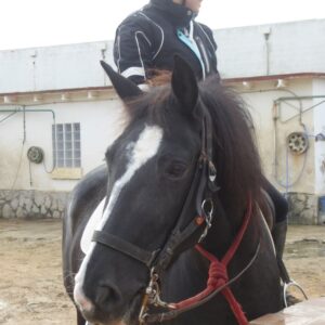 8-daagse paardrijvakantie & Tweedaagse Trail Valencia - Spanje - Afbeelding 18