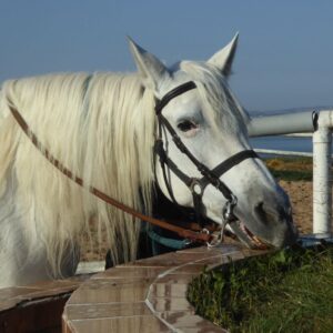 8-daagse paardrijvakantie & Tweedaagse Trail Valencia - Spanje - Afbeelding 19