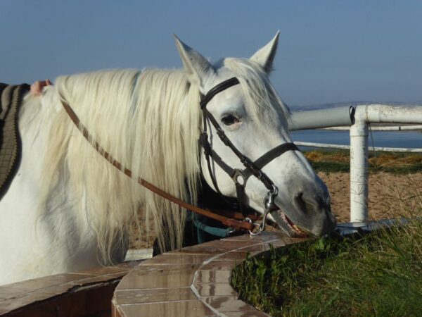 8-daagse paardrijvakantie & Tweedaagse Trail Valencia - Spanje