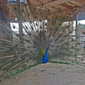 8-daagse paardrijvakantie: Terug in het Zadel in Valencia - Spanje - Afbeelding 15