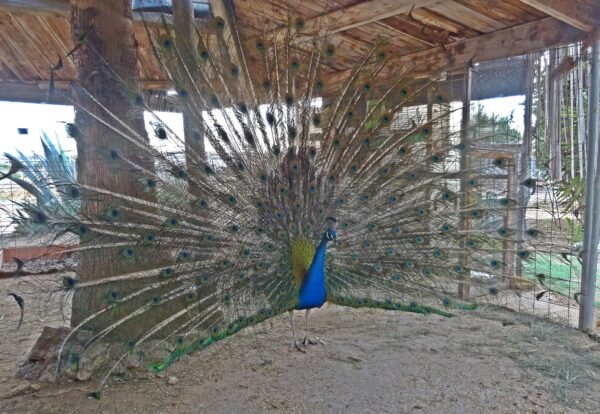 8-daagse paardrijvakantie: Terug in het Zadel in Valencia - Spanje