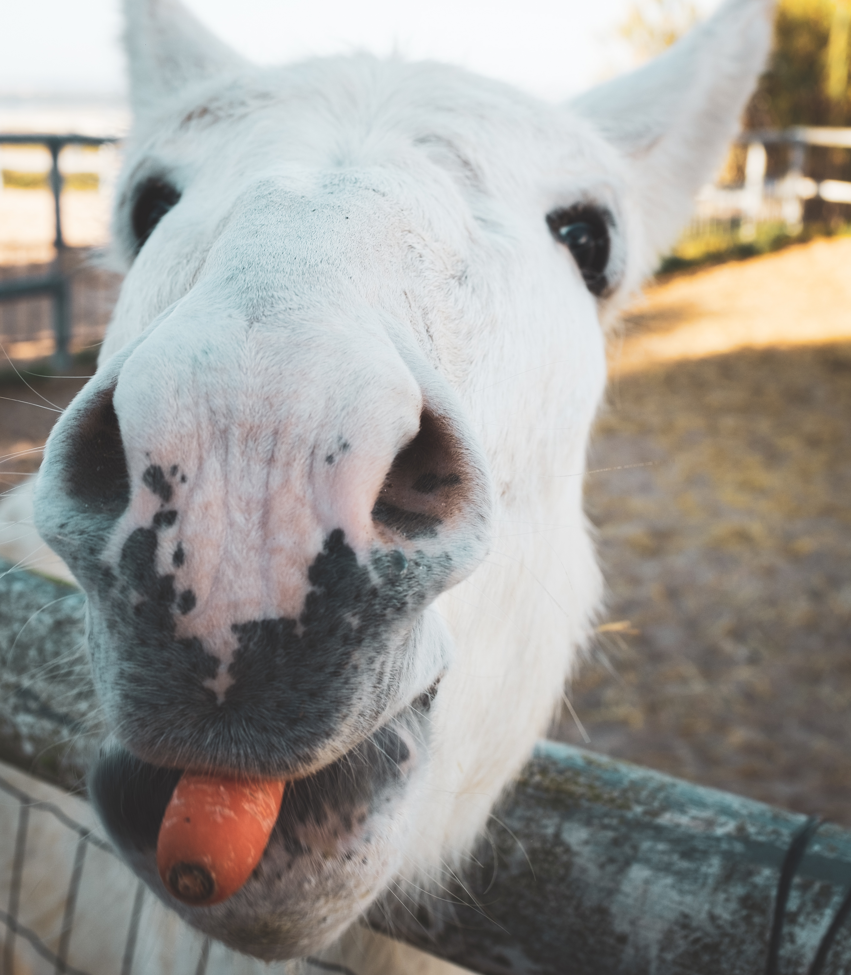 8-daagse paardrijvakantie: Terug in het Zadel in Valencia - Spanje - Afbeelding 21
