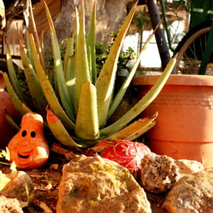 8-daagse paardrijvakantie: Terug in het Zadel in Valencia - Spanje - Afbeelding 17