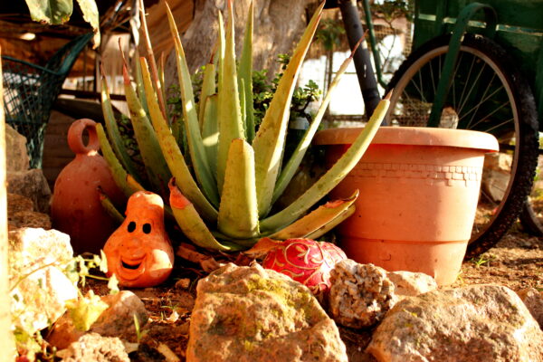 8-daagse paardrijvakantie: Terug in het Zadel in Valencia - Spanje