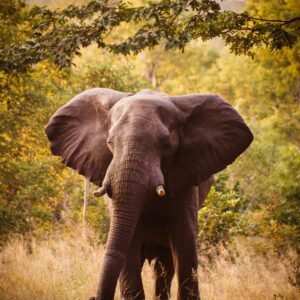 Vrijwilligersreis Hwange - Zimbabwe - Afbeelding 4