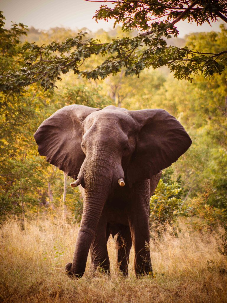 Vrijwilligersreis Hwange - Zimbabwe