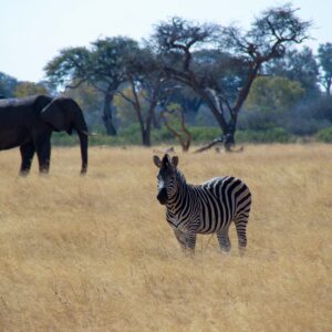 Vrijwilligersreis Hwange - Zimbabwe - Afbeelding 66