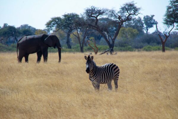 Vrijwilligersreis Hwange - Zimbabwe