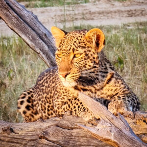 Vrijwilligersreis Hwange - Zimbabwe - Afbeelding 67