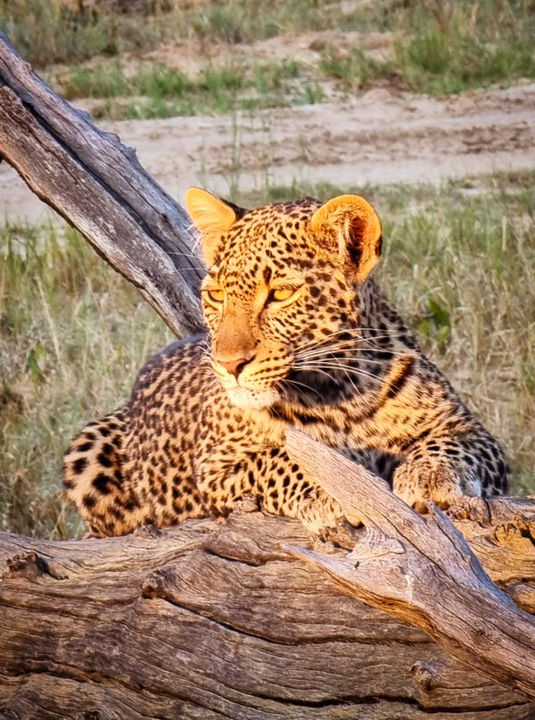 Vrijwilligersreis Hwange - Zimbabwe