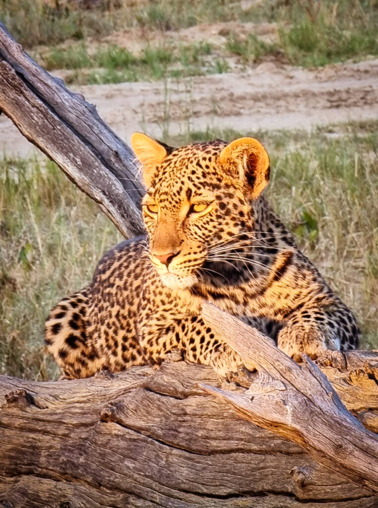 Vrijwilligersreis Hwange - Zimbabwe
