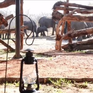 3-daagse Paardensafari Hwange - Zimbabwe - Afbeelding 47