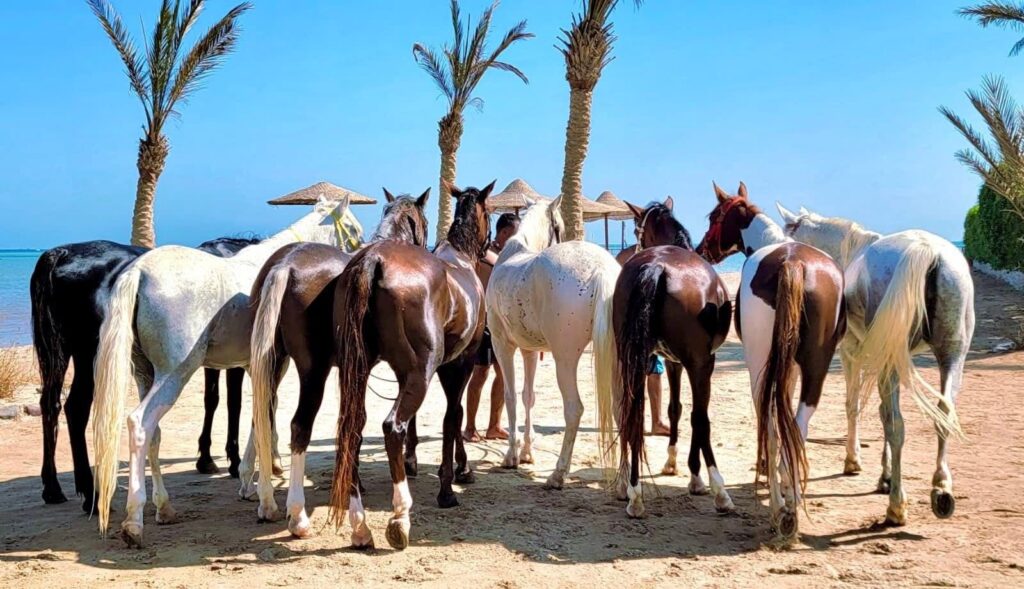8-daagse Paardrijtocht Palmen, Piramides en Farao’s Luxor - Rode Zee - Caïro Egypte