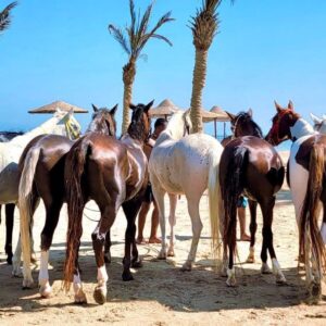 8-daagse Paardrijtocht Palmen, Piramides en Farao’s Luxor - Rode Zee - Caïro Egypte - Afbeelding 9