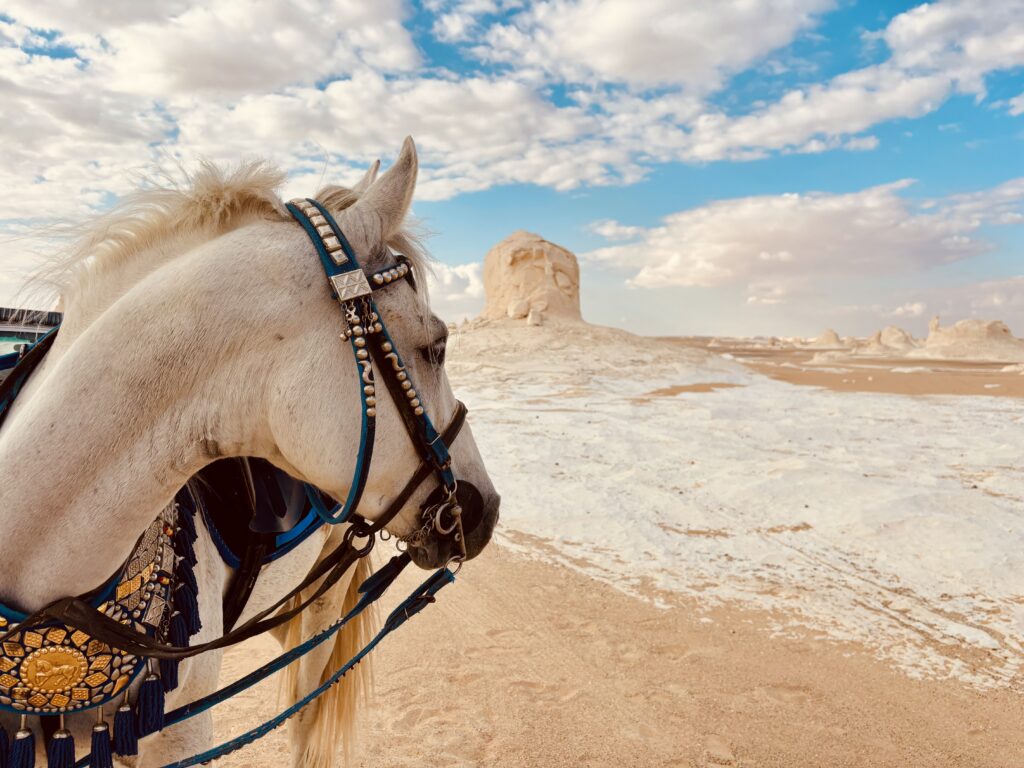 5-daagse Paardrijtocht Caïro – Bahariya – Zwarte & Witte Woestijn- Egypte