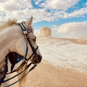 5-daagse Paardrijtocht Caïro – Bahariya – Zwarte & Witte Woestijn- Egypte - Afbeelding 8
