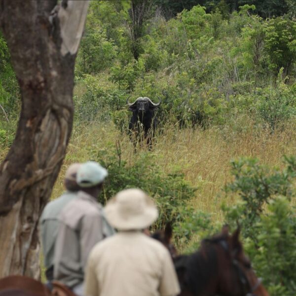 3-daagse Paardensafari Hwange - Zimbabwe