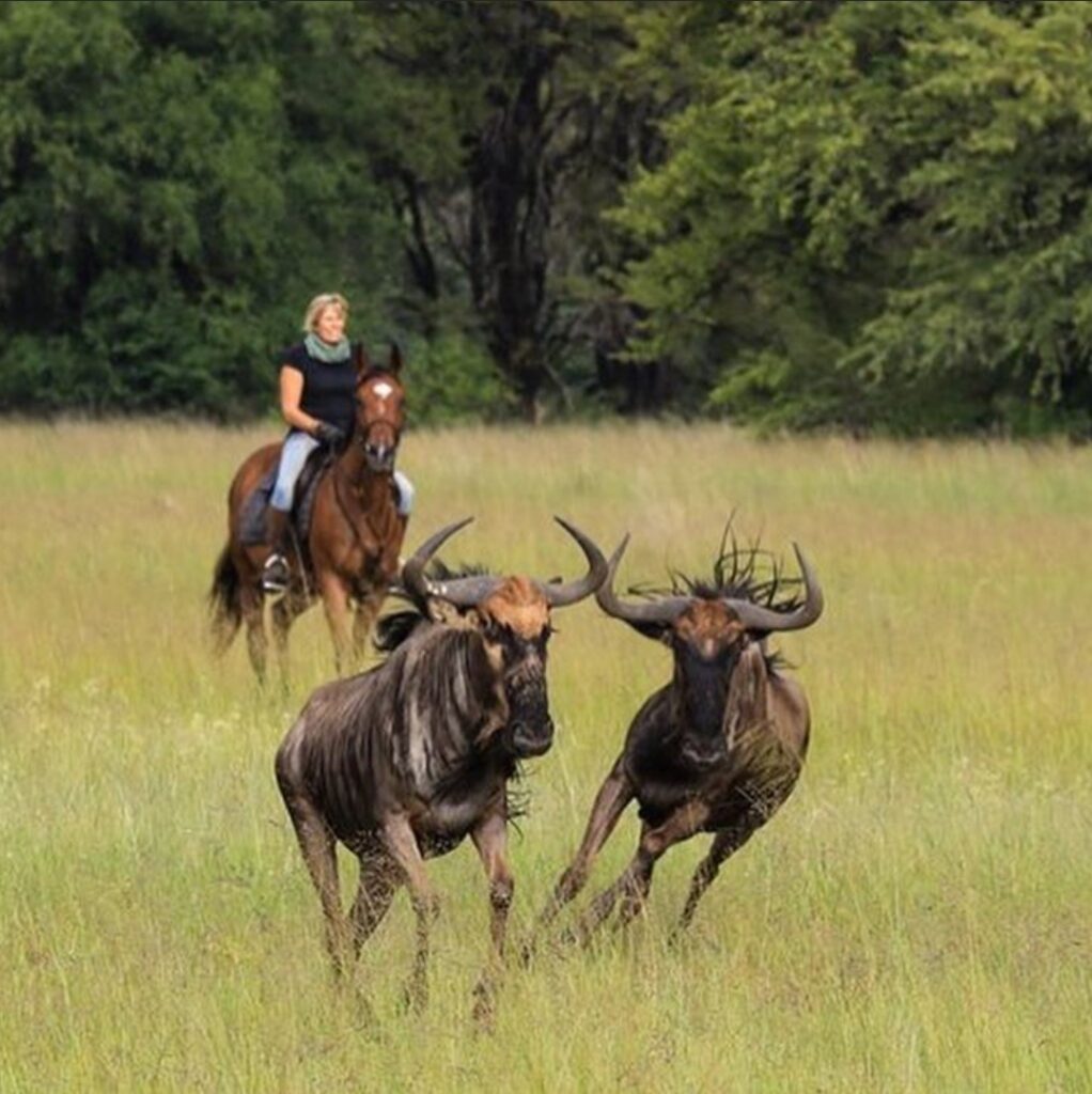 Buitenritten Afrikaanse bush Hwange - Zimbabwe