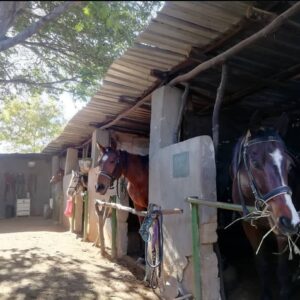 Buitenritten Afrikaanse bush Hwange - Zimbabwe - Afbeelding 19