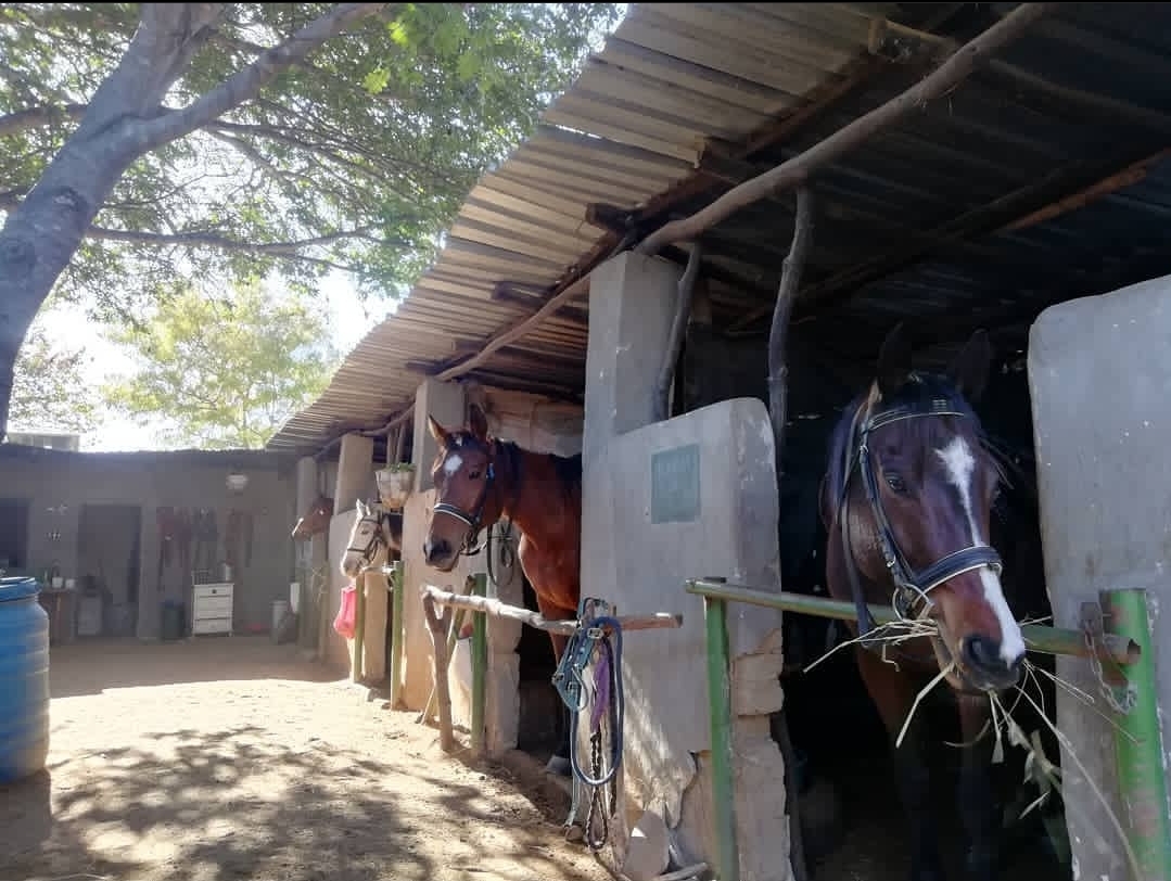 Buitenritten Afrikaanse bush Hwange - Zimbabwe