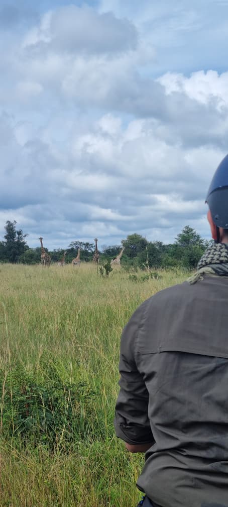 Buitenritten Afrikaanse bush Hwange - Zimbabwe