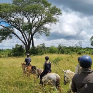 Buitenritten Afrikaanse bush Hwange - Zimbabwe - Afbeelding 18