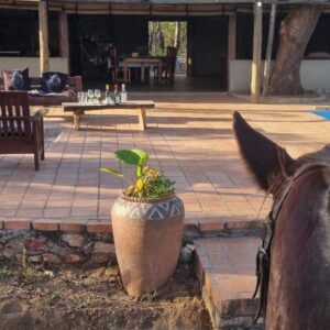 5-daagse Paardensafari Hwange - Zimbabwe - Afbeelding 14