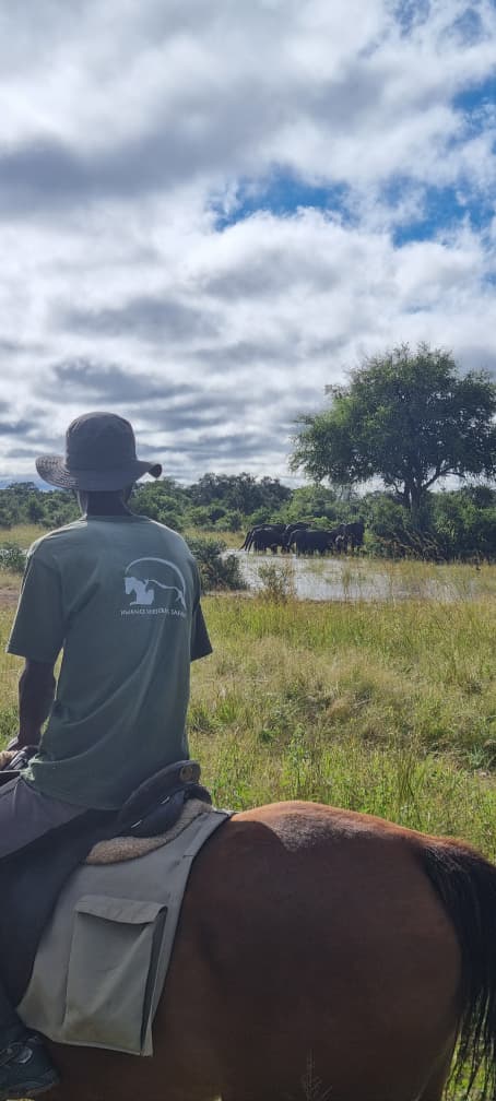 Buitenritten Afrikaanse bush Hwange - Zimbabwe